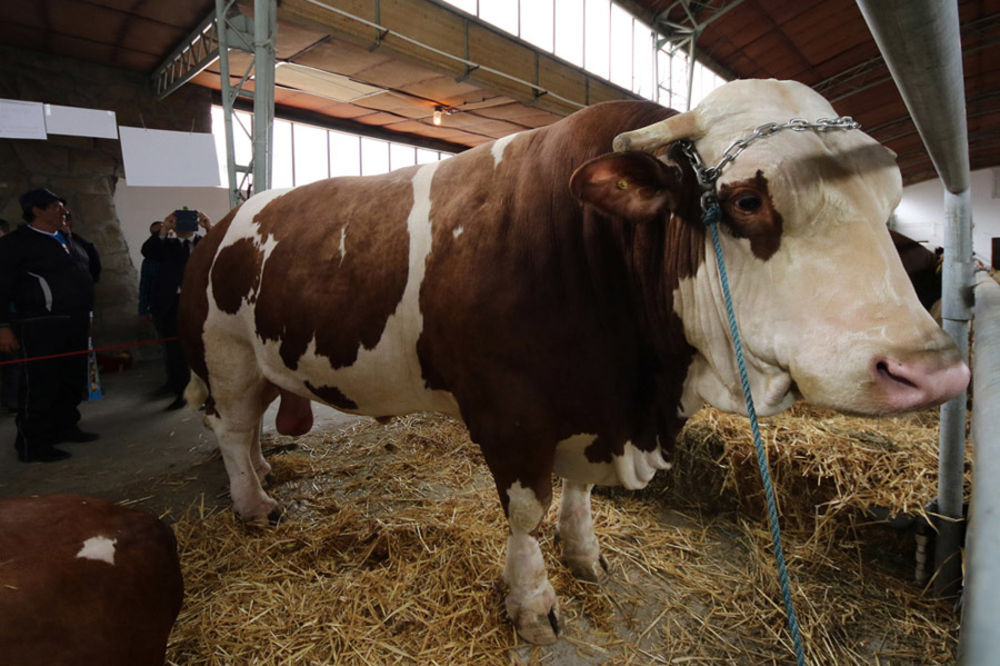 (FOTO) GOROSTAS IZ ĆUPRIJE: Ovo je KOKAN, najveći bik na SAJMU! Evo kako može da bude vaš!
