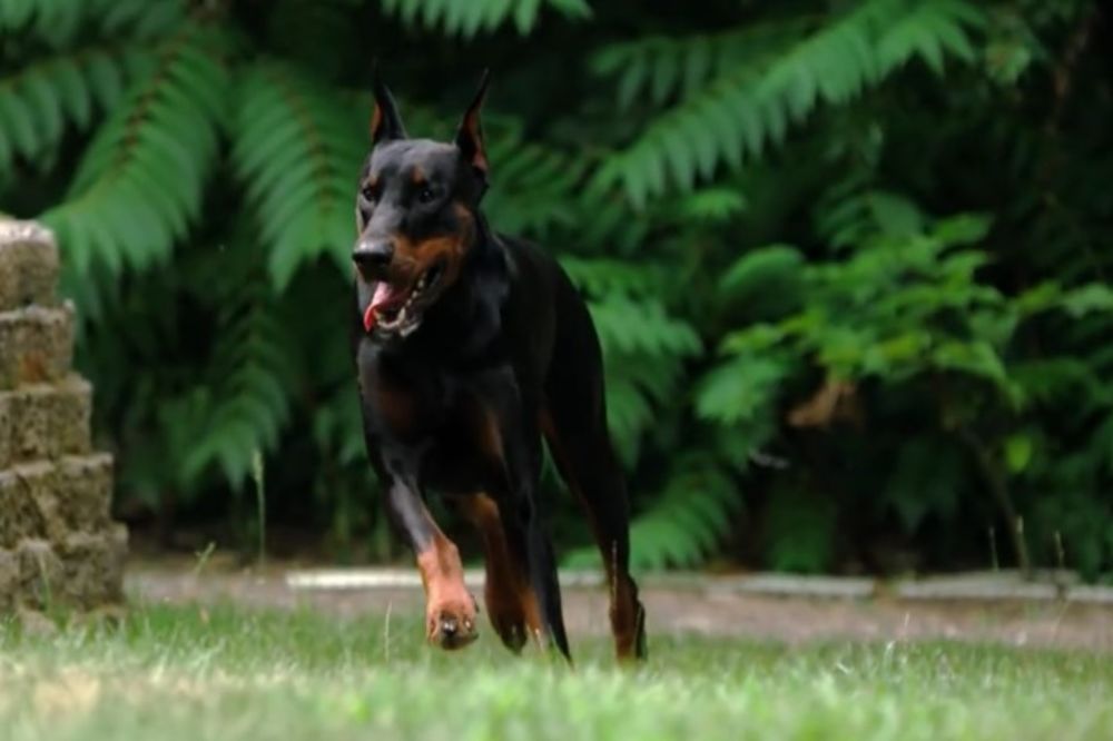 STRAVA I UŽAS U NOVOM BEOGRADU: Doberman napao dečačića (7) na igralištu