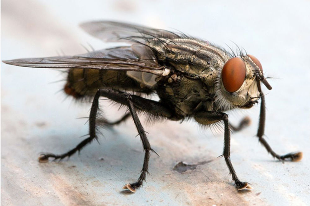 STOP MUVAMA: Kako da napravite jeftino domaće sredstvo protiv mušica