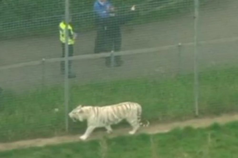(VIDEO) JEZA U BRITANSKOM ZOO VRTU: Tigar ubio radnicu, dovoljan je bio trenutak nepažnje