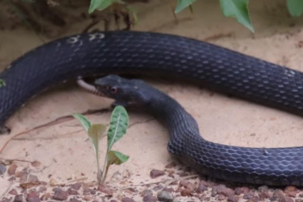 (VIDEO) OVO SE BAŠ RETKO VIĐA: Snimio je zmiju kako jede, ali jedan detalj je šokirao sve!