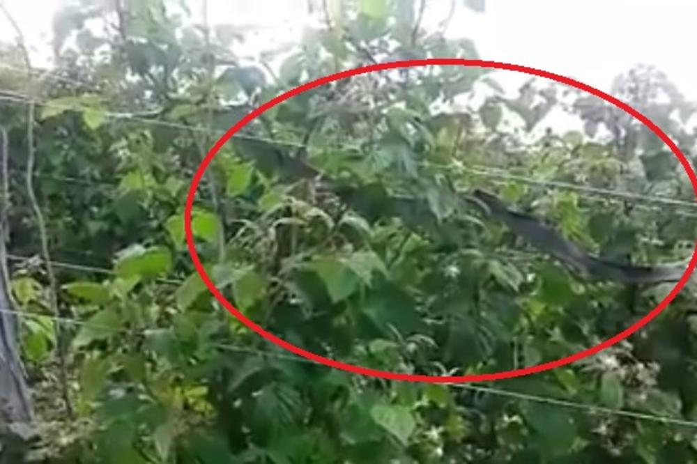 (VIDEO) UŽIČANI PRETRNULI: Našli ogromnu zmiju, nalik anakondi, u svom malinjaku!