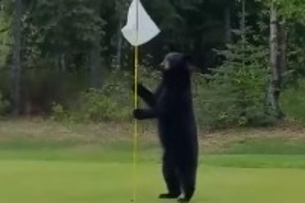 (VIDEO) PA OVO JE HIT: Medved koji voli da igra golf! Ovo do sada niste videli!