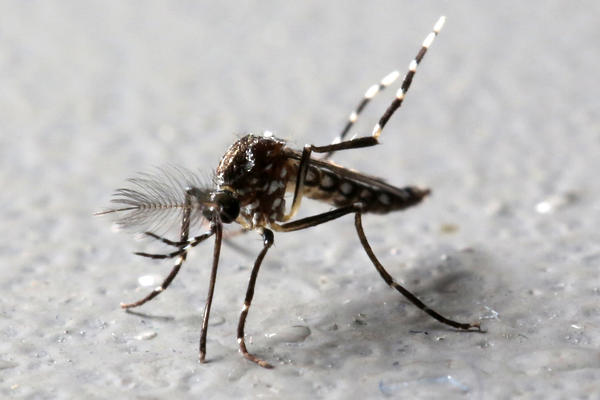 VIRUS ZAPADNOG NILA: Zaraženi komarci lete nad Beogradom, Pančevom i Zrenjaninom