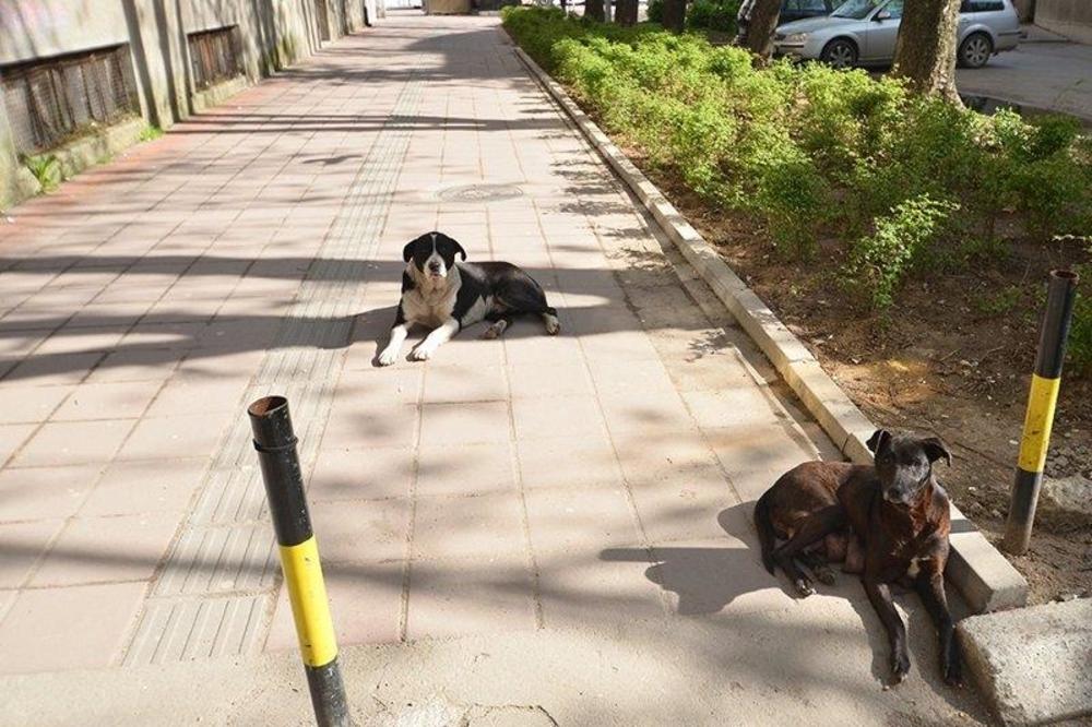 ZADOBILA RANE PO TELU: Vaspitačicu izujedao pas lutalica ispred vrtića u Nišu!