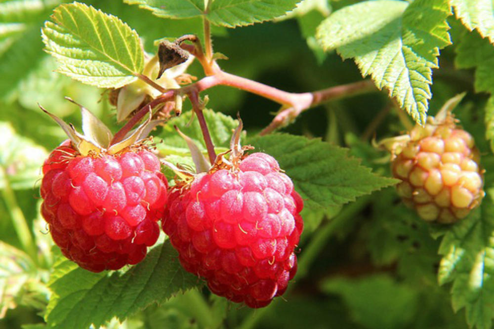 MALINARI I DALJE NEZADOVOLJNI: O ceni maline u utorak