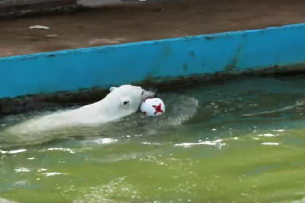 (VIDEO) I RUSI IMAJU ŽIVOTINJU GATARU: Ishod Kupa konfederacija pogađa polarni medved!