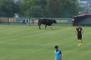 (VIDEO) OVO MOŽE SAMO NA BALKANU: Krava prekinula fudbalski meč u Bugarskoj
