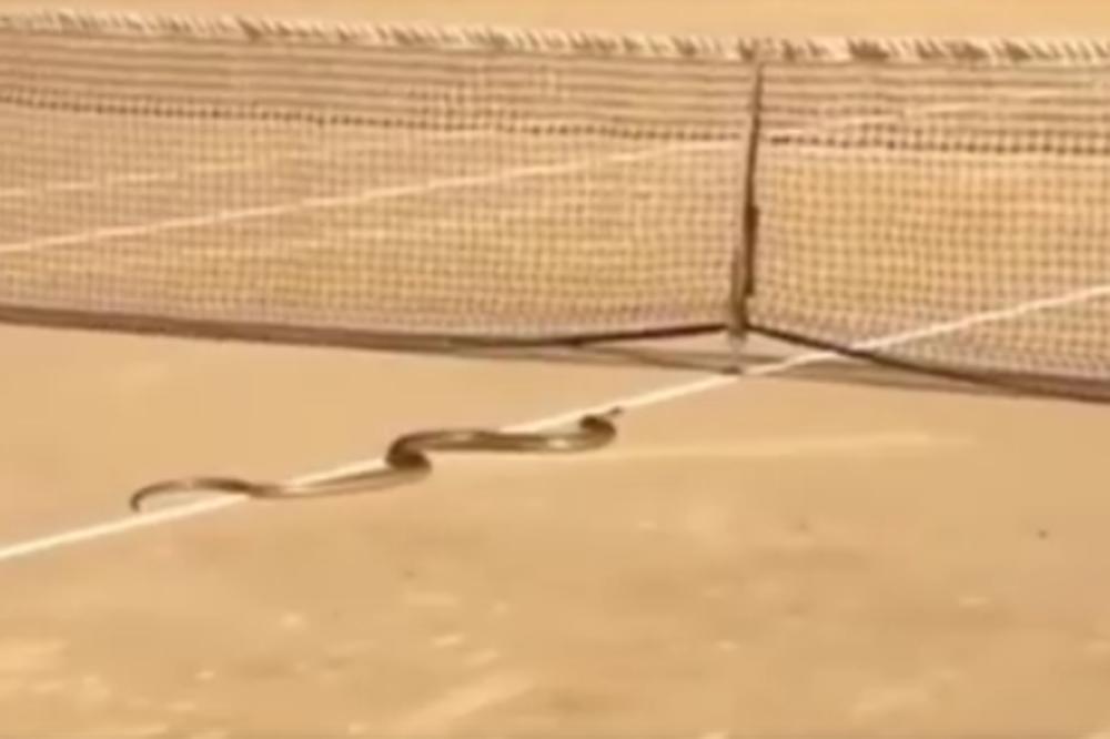 (VIDEO) SPASAVAJ SE KO MOŽE: Zmije na teniskom terenu prestravile igrače!