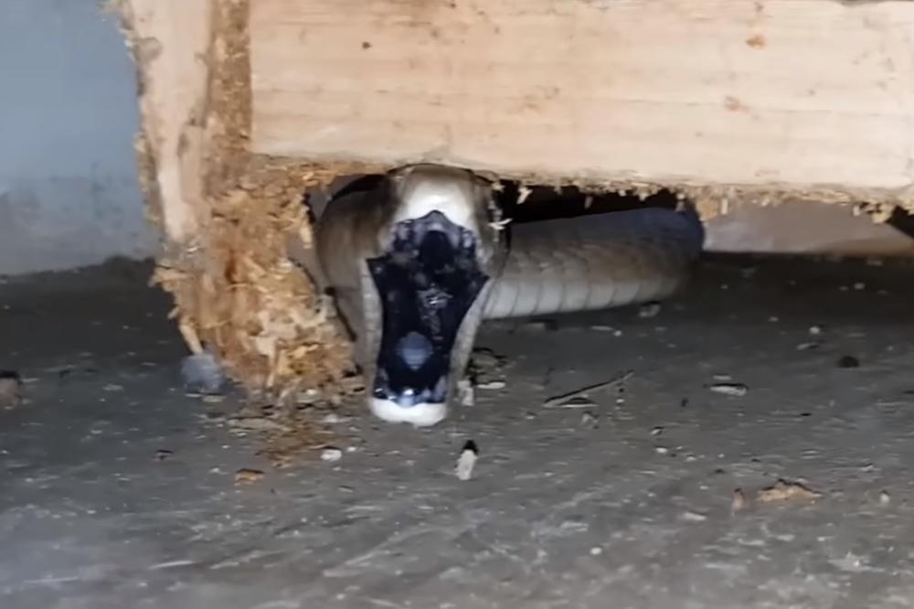 (VIDEO) GMIZAVI CIMER: Mislila je da je zmija koja joj je ušla u kuću bezopasna, međutim...
