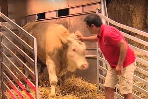 (VIDEO) SPASILI SU GA: Ovaj bik je ceo svoj život u lancima, njegova reakcija na oslobođenje je više nego dirljiva!