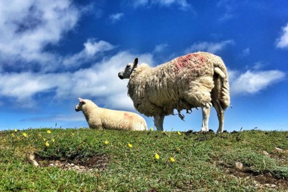 UŽAS KOD NOVE VAROŠI: Otvorila se zemlja i progutala ovcu i jagnje