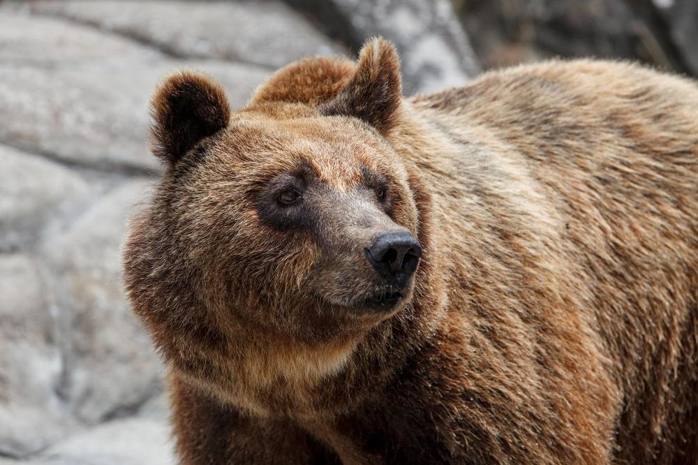 NEZVANI GOSTI: Grupa medveda opseda gradić na rumunskim Karpatima