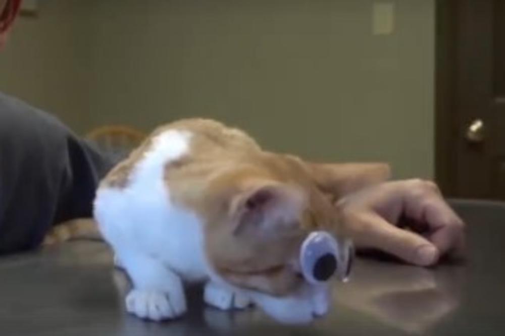 (VIDEO) TO JE BIO JEDINI NAČIN DA PREŽIVI: Mačoru su izvadili oba oka, ali njegova priča ima srećan kraj!