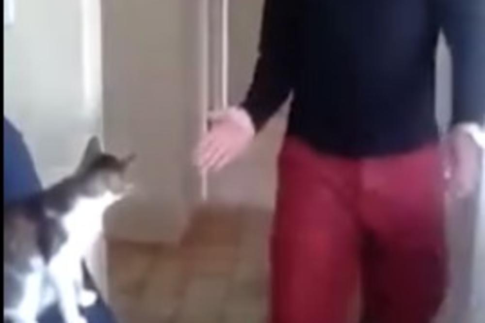 (VIDEO) BACI KOSKU, ORTAK! Da li ste probali ovako da istrenirate svoju mačku? HIT!