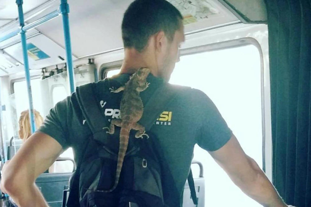 (FOTO) ATRAKCIJA U NOVOSADSKOM PREVOZU: Mladić ušao u gradski bus, a evo zašto su svi gledali u njegova leđa!