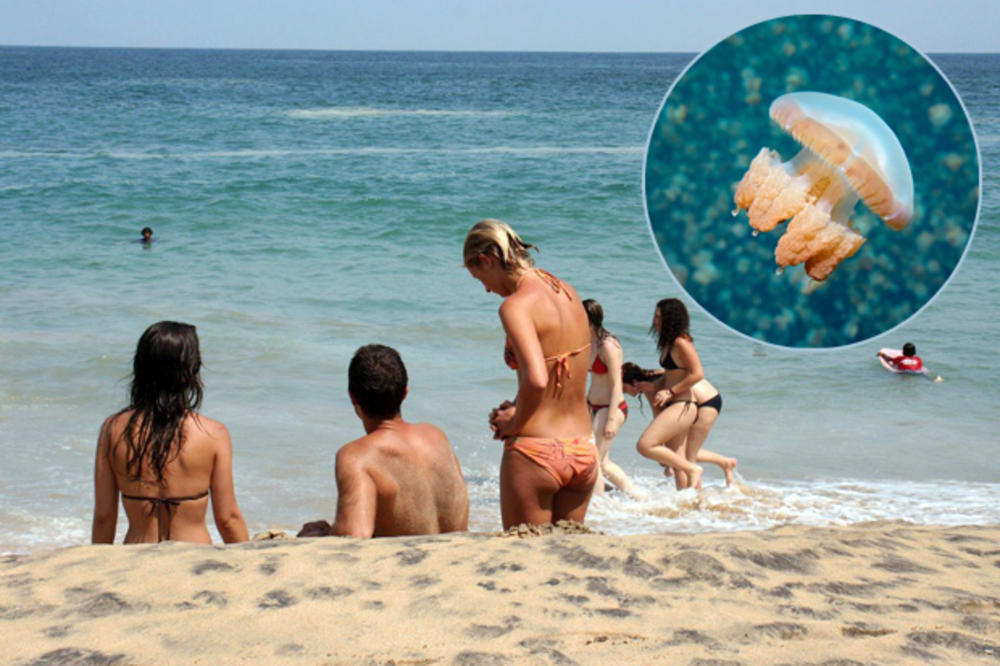 KUPAČI, OPREZ! Povećan broj meduza u Bokokotorskom zalivu