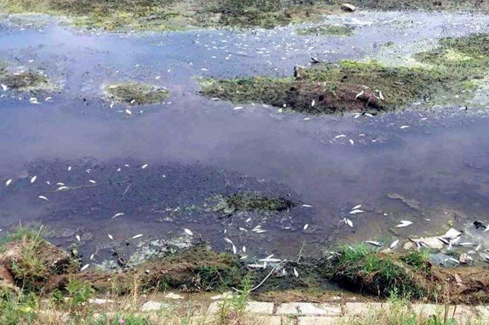 EKOLOŠKA KATASTROFA KOD LEBANA: Rudnik isušio reku Jablanicu i izazvao pomor ribe