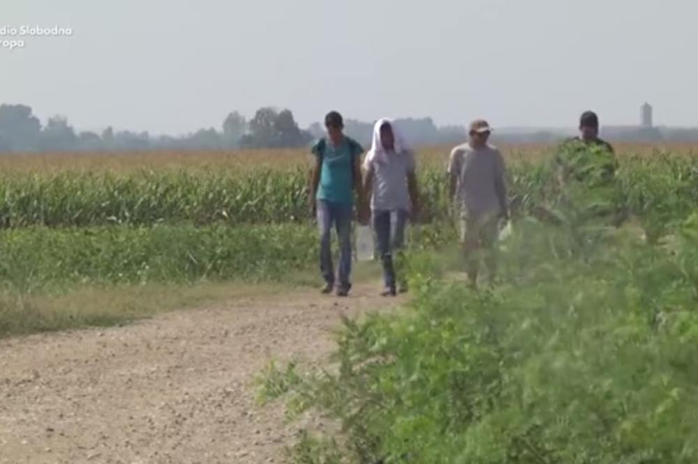 (VIDEO) ZAROBLJENI NA RASKRSNICI ISTOKA I ZAPADA: Migranti lutaju po kukuruznim poljima između Srbije i Hrvatske