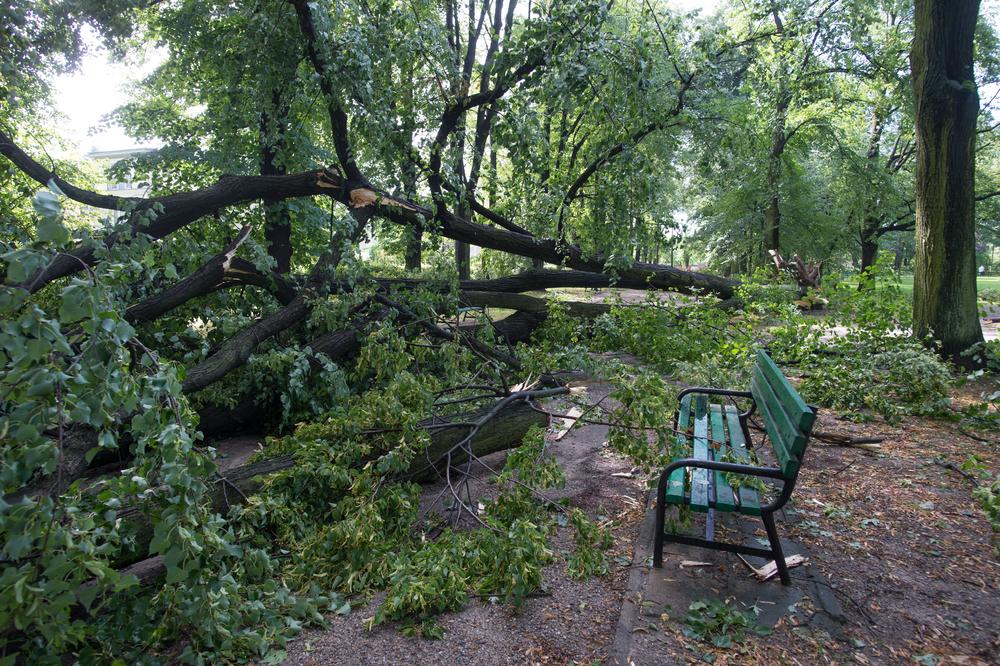 (VIDEO) DRVO PALO NA ŽENU I TROJE DECE: Iz čista mira srušilo se stablo u Central parku