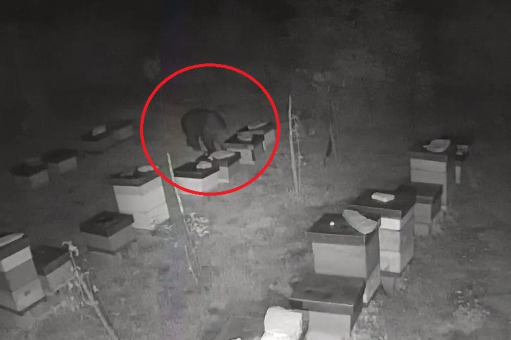(VIDEO) OVAKO NEŠTO NIKAD NISTE VIDELI: Za gladnog medveda u Republici Srpskoj nema prepreke u pohodu na košnice!