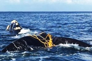 (VIDEO) SPASAVANJE TRAJALO SATIMA: Dva kita se upetljala u ribarske mreže, ali onda su se pojavili heroji