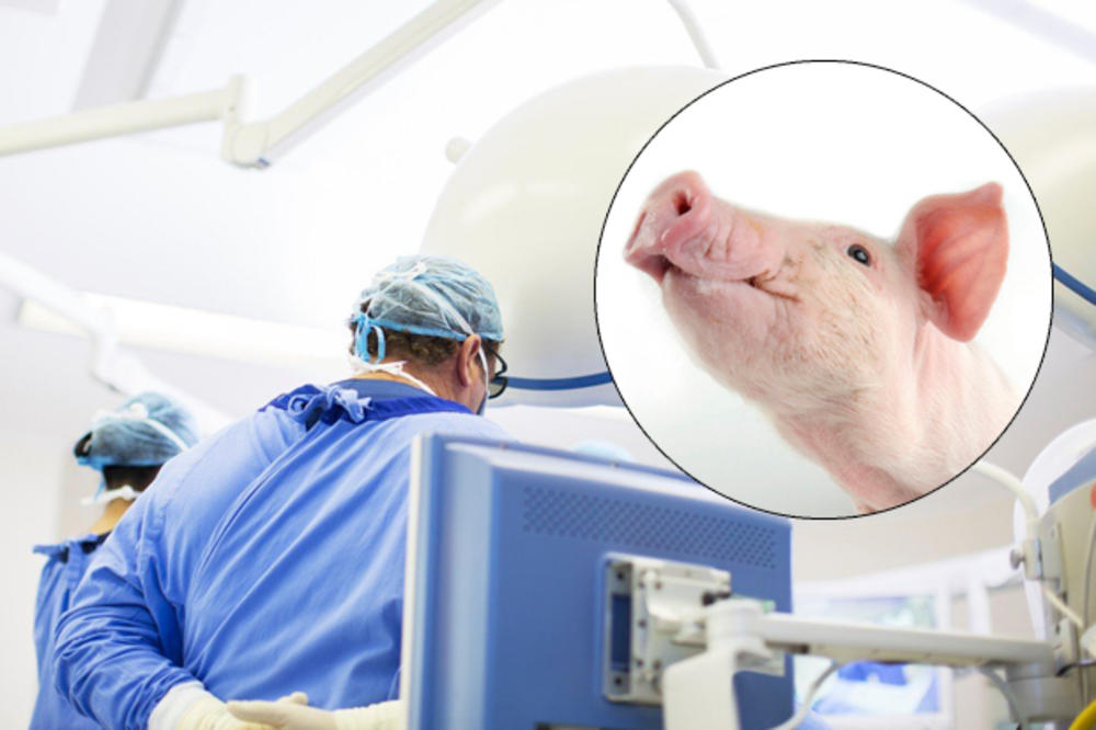 STVORENO 37 PRASIĆA KOJI SU POTENCIJALNO DOBRI: Naučnici korak bliže presađivanju svinjskih organa ljudima!