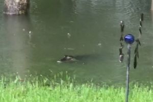(VIDEO) HOROR U HJUSTONU: Pogledala u poplavljeno dvorište  i prestravila se!