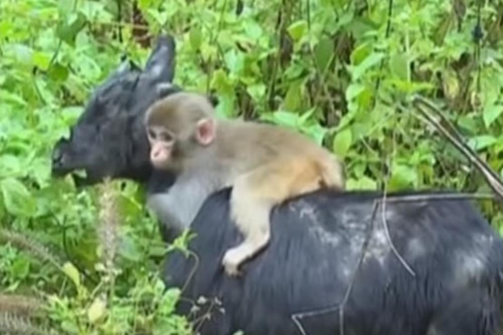 (VIDEO) KO BI REKAO DA ĆE SE OVO DESITI? Koza usvojila majmunče i nosi ga svuda sa sobom!
