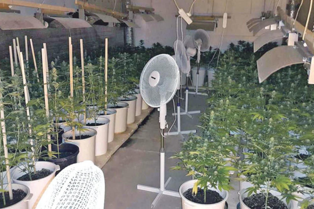 OTKRIVENA LABORATORIJA DROGE U BEOGRADU: U stanu zaplenjeno više od 20 kilograma marihuane
