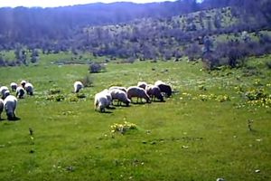 Na Suvoj planini letos samo jedan ovčar: Sam čuvam 170 ovaca i ručno ih muzem. Treba mi za to oko sat i 20 minuta!