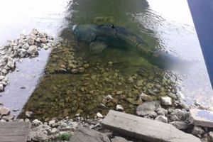 (FOTO) ČUDOVIŠTE IZ SAVE: Grdosija iskočila iz reke i POJELA BULDOGA od 14 kg