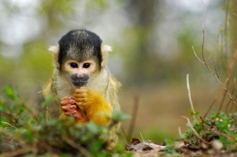 NIJE SLUTIO DA ĆE GA TOLIKO KOŠTATI: Fotograf mora da plati zbog selfija majmuna