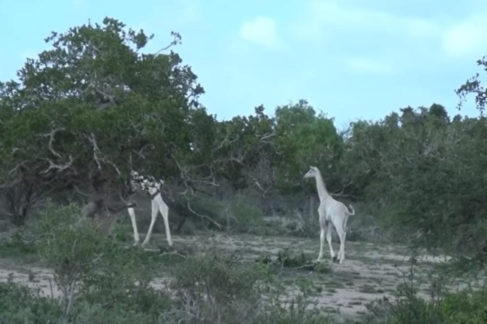 (VIDEO) PRVI PUT VIDIMO OVAKO NEŠTO: Ove bele žirafe do sada niko nikad nije snimio, sve do sada!