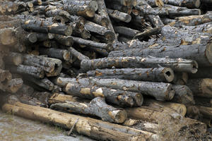 SPREMAJU SE ZA PREDSTOJEĆU ZIMSKU SEZONU: Za metar drva u Kraljevu treba izdvojiti i do 50 evra