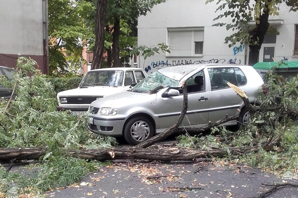 NAŠEG OGIŠE VIŠE NEMA, A SAMO JE IZAŠAO ISPRED KUĆE DA SE POIGRA: Ispovest neutešne majke dečaka (4) na kog je palo drvo u Borči