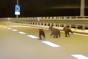 (VIDEO) IZNENAĐENJE NA PUTU: Vozač snimio tri preslatka medvedića dok se vozio po hrvatskom primorju