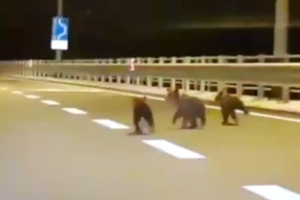 (VIDEO) IZNENAĐENJE NA PUTU: Vozač snimio tri preslatka medvedića dok se vozio po hrvatskom primorju