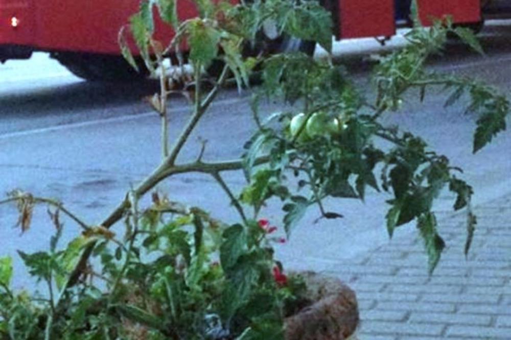 REDOVNO SE ZALIVA: Zasađen paradajz u žardinjeri na leskovačkoj autobuskoj stanici