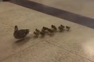 (VIDEO) Otvara se škola za pačiće male! Patka povela mladunce u gimnaziju, a zaposleni ih oduševljeno prihvatili!
