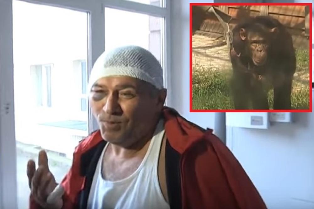 (VIDEO) ODGRIZAO ČOVEKU PRSTE I UVO: Ljubomorni majmun pobesneo jer je čuvar muvao njegovu devojku
