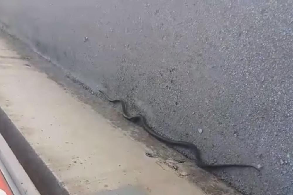 (VIDEO) ŠTA SE TO DOGAĐA U SARAJEVU: Još jedna zmijurina primećena u gradu, a ova je duža od 2 metra!