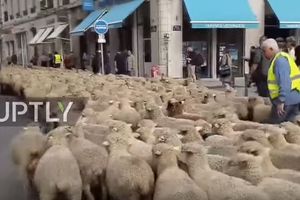 STOČARI PUSTILI OVCE I BLOKIRALI CENTAR LIONA: Spasite nam stada od vukova!