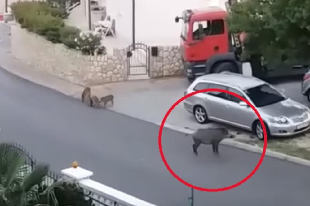 (VIDEO) ŠOK NA HRVATSKOM PRIMORJU: Divlja svinja ušetala u dvorište vrtića u centru grada