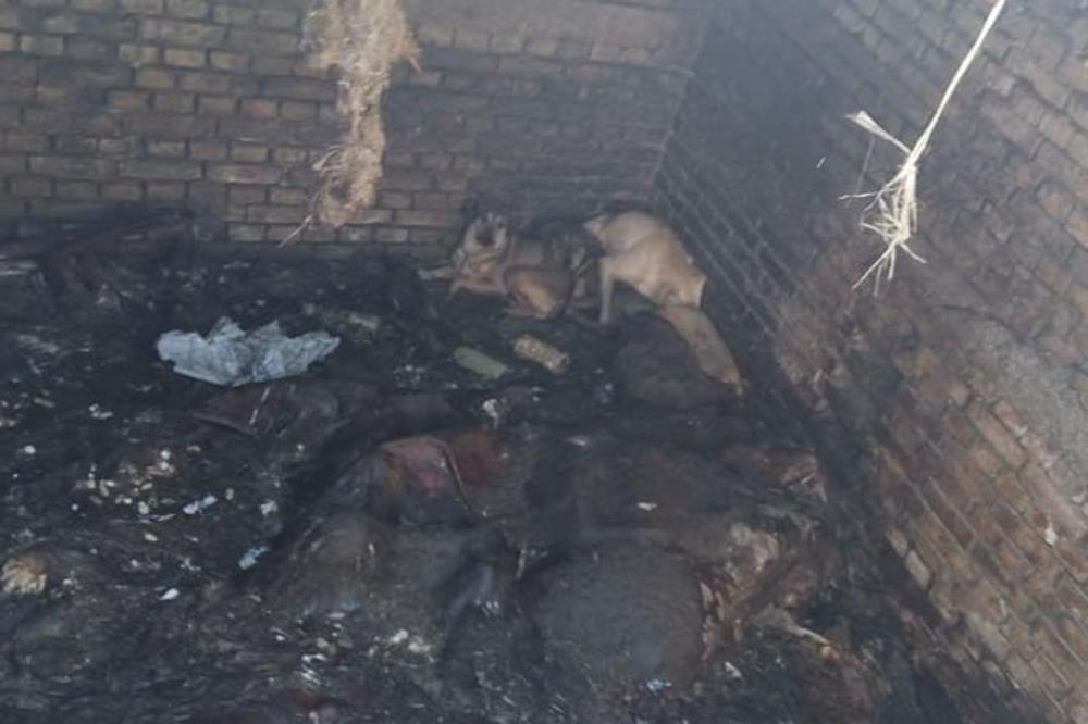 UZNEMIRUJUĆE: Živi psi bačeni u jamu sa leševima kod Iriga! SPASENI ZAHVALJUJUĆI DOBRIM LJUDIMA