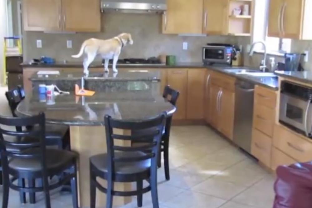 (VIDEO) NAMIRISAO PILETINU I ODMAH KRENUO U AKCIJU: Pas je učinio sve da se domogne hrane, a evo kako je uspeo!