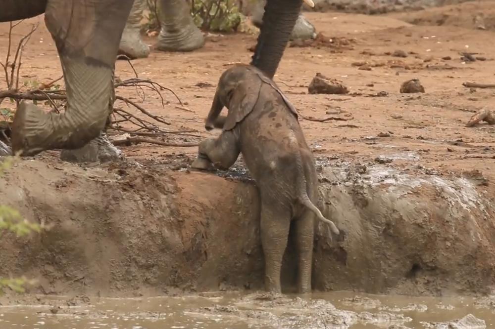 (KURIR TV) Ima li kraja njegovim mukama? Pogledajte preslatko slonče koje uporno pokušava da se izvuče iz blata!