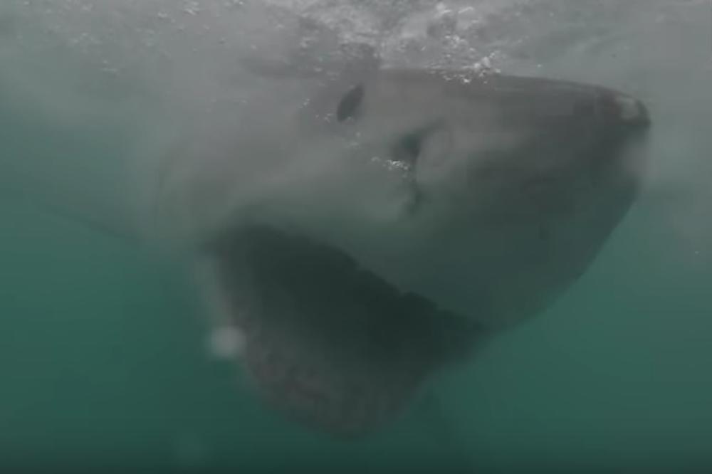 (VIDEO) OČI U OČI SA VELIKOM BELOM AJKULOM: Ludo hrabri ronilac snimio susret sa najopasnijim morskim predatorom