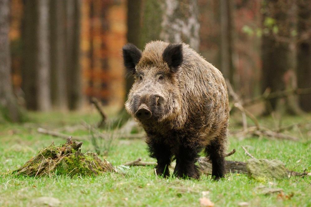 JAGODINSKI VETERINARI UPOZORAVAJU: Domaćinstva i lovci da obavezno provere meso na trihinelozu