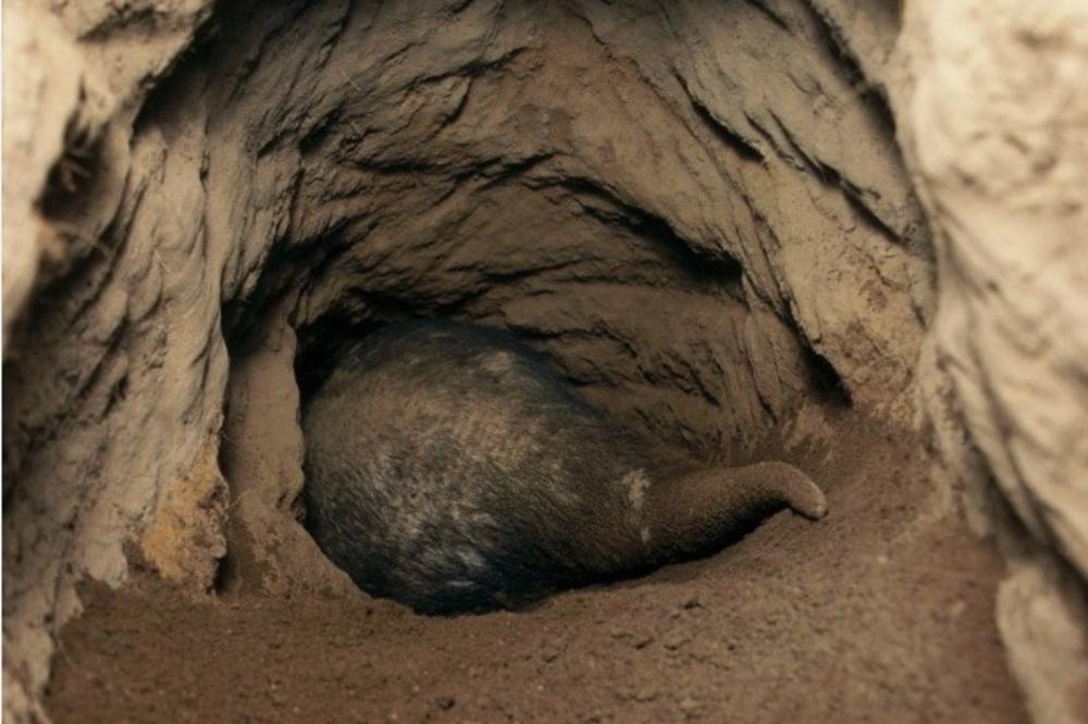 (VIDEO) PLJAČKA KAO NA FILMU: Iskopali tunel ispod banke i odneli 250.000 dolara!